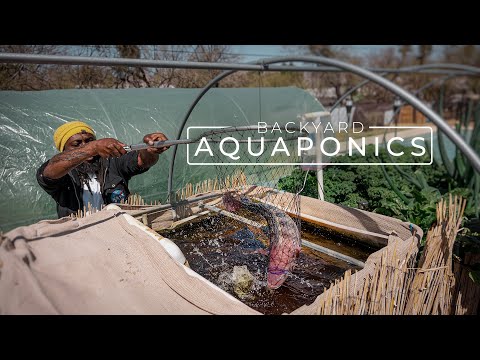 Thumbnail for Backyard Aquaponics Farming Fresh Fish and Vegetables | PARAGRAPHIC