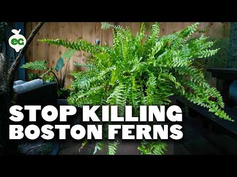 Thumbnail for Stop Killing Your Boston Ferns! Full Care Guide