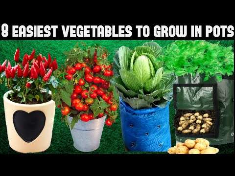 Thumbnail for Top 8 Easy To Grow Vegetables For Beginners|SEED TO HARVEST