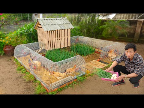 Thumbnail for My wife likes chicken coop combined with growing organic vegetables | Mini budget ideas
